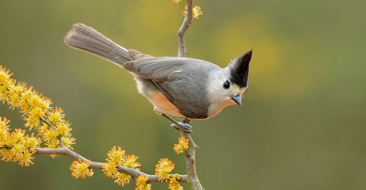 The Reason Tufted Titmice Are Being Seen More In North Carolina Yards This December