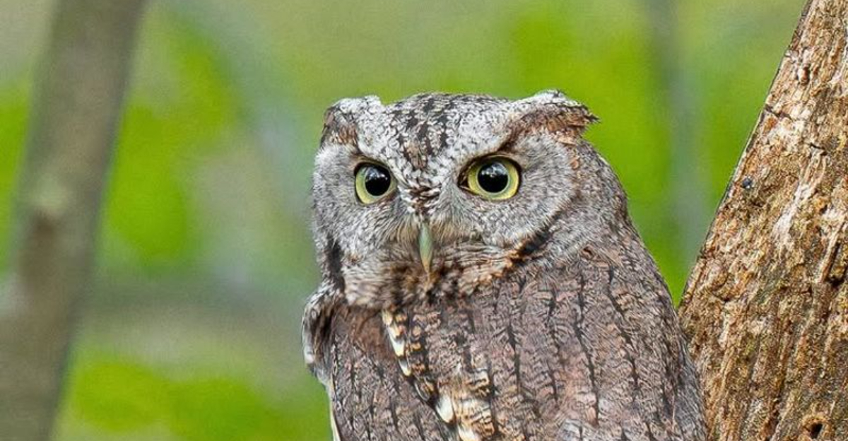 screech owl