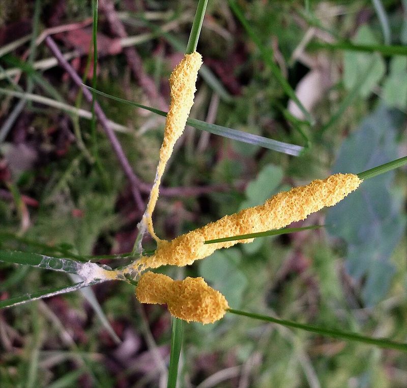 Why Mulch and Wood Chips Are Slime Mold Magnets