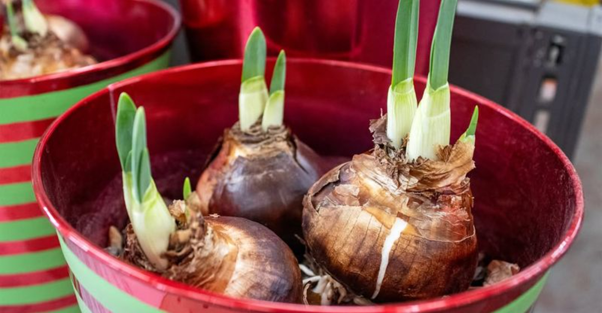 The Repotting Method Michigan Gardeners Use For Bigger Amaryllis Blooms