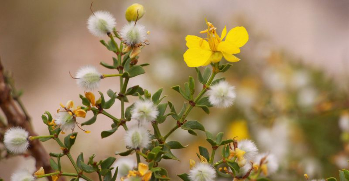 The Resurrection Shrub That Grows Strong In Arizona&rsquo;s Tough Landscapes