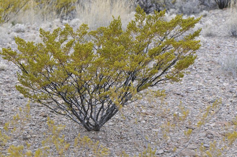 It's The Creosote Bush (Larrea Tridentata) &mdash; One Of The Toughest Shrubs In North America