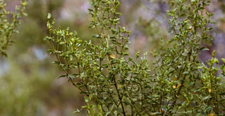 creosote bush
