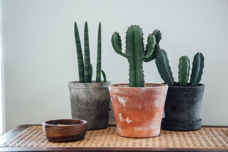 How Pot Size And Drainage Affect Winter Survival