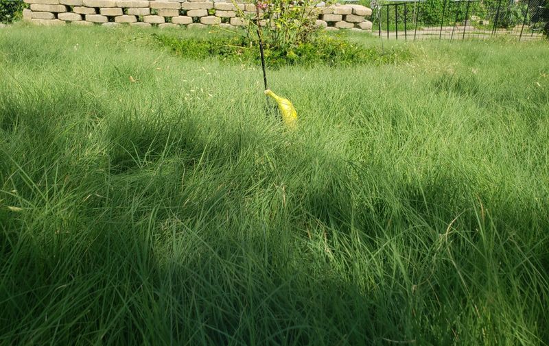 What The 2026 Restrictions Mean For Traditional Turfgrass Lawns