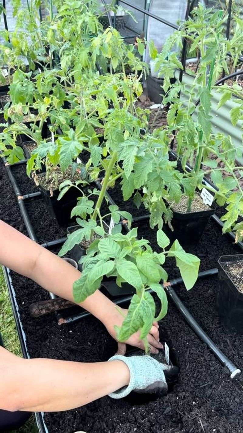 Why Maryland Gardeners Are Choosing Indoor Winter Tomatoes