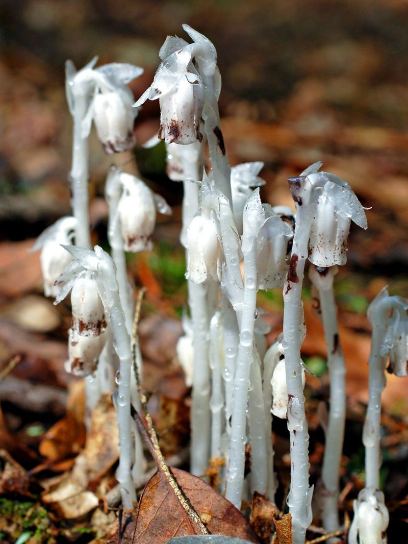 Native American And Folk Medicine Uses Throughout History