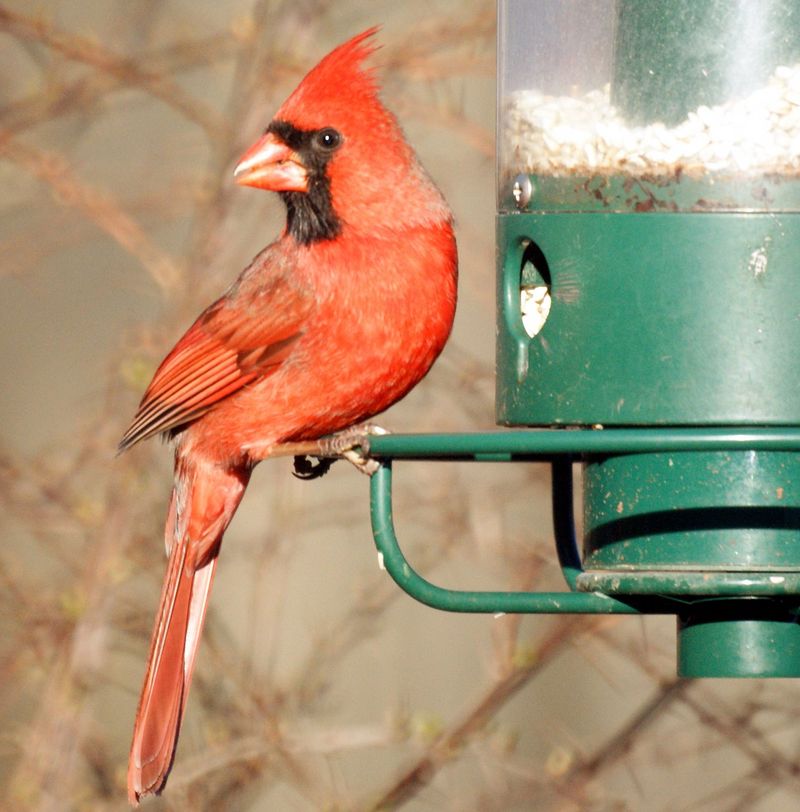 Why Cardinals Return To The Same Feeder Every Day