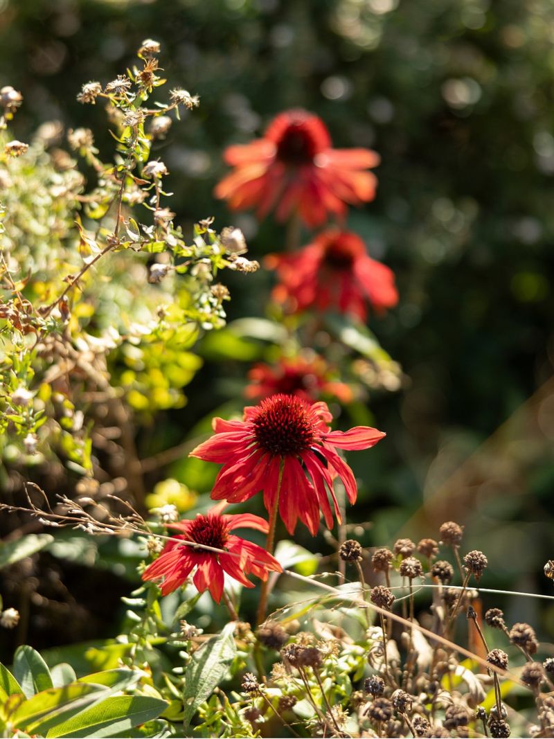 When To Stop Cutting Back In Fall