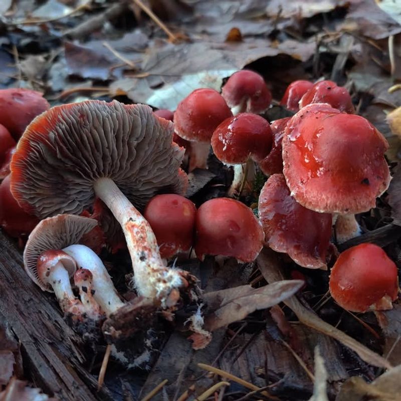 Safety Considerations And Toxicity Concerns For Families