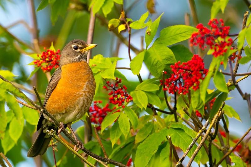 The American Robin