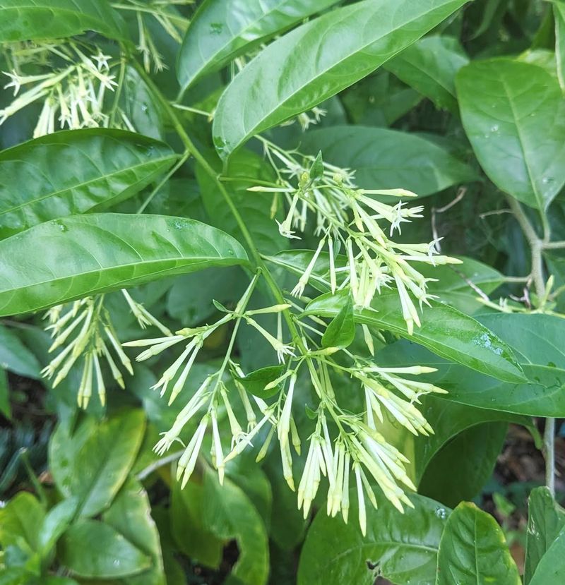 California’s Climate Makes It Grow Like Crazy