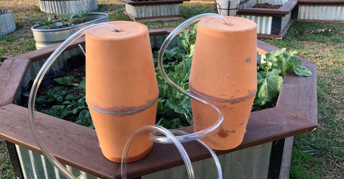 The Self Watering Tricks Popular Among Frequent Flyers In Texas