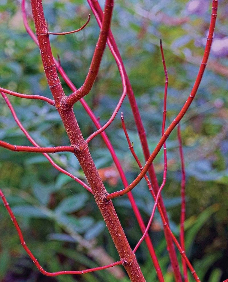 It's Red Twig Dogwood (Cornus Sericea)