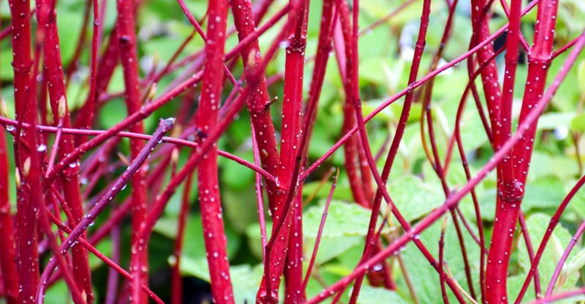 The Shade Loving Shrub Minnesota Gardeners Are Planting Now For Strong Spring Structure