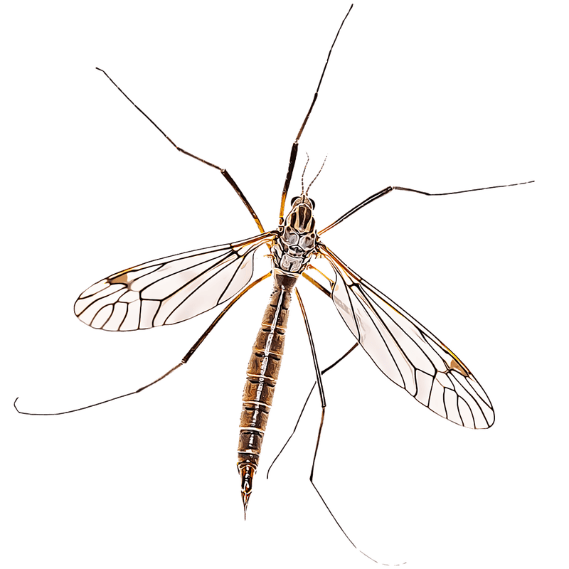 Do Crane Flies Damage Grass Or Plants