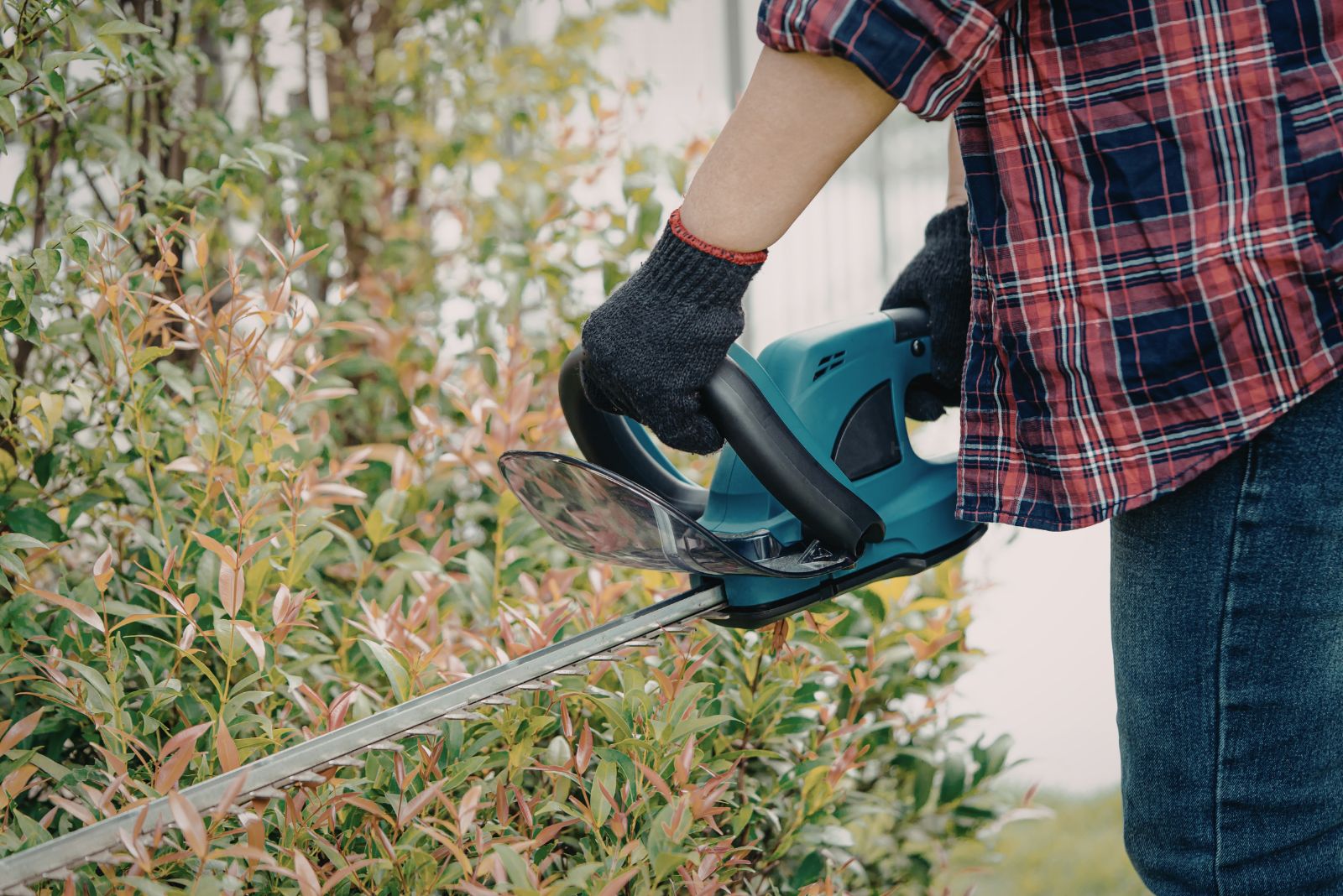 The Shrub Height Rule Florida Residents Are Now Being Reminded About
