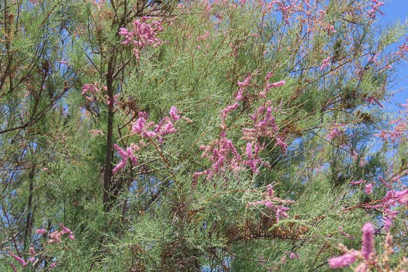 Tamarisk Arrived As An Ornamental Plant