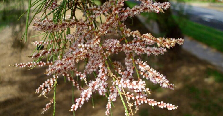 tamarisk closeup