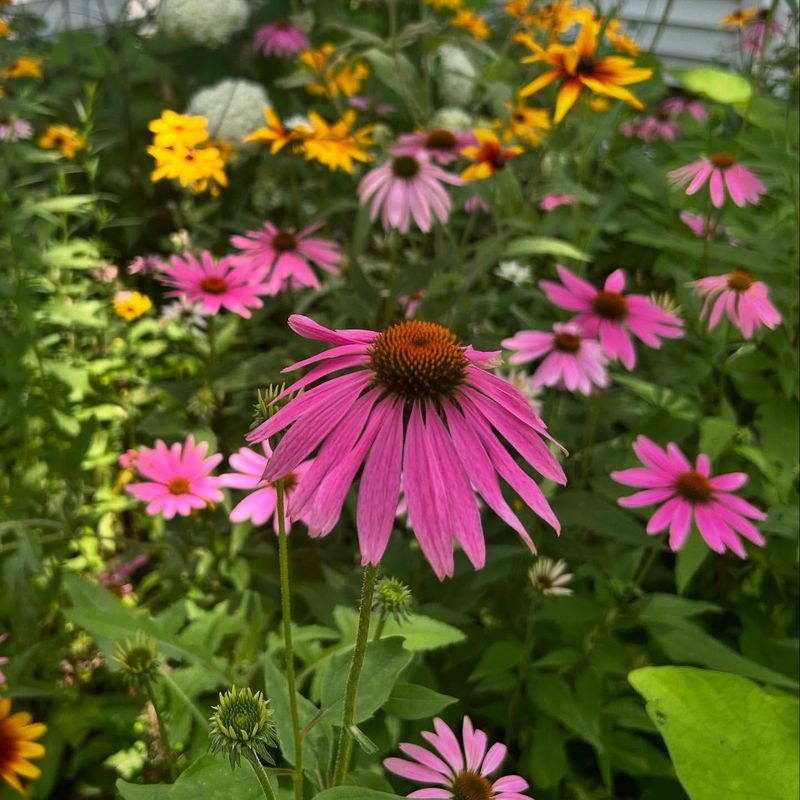 Pink Perennials That Come Back Every Year