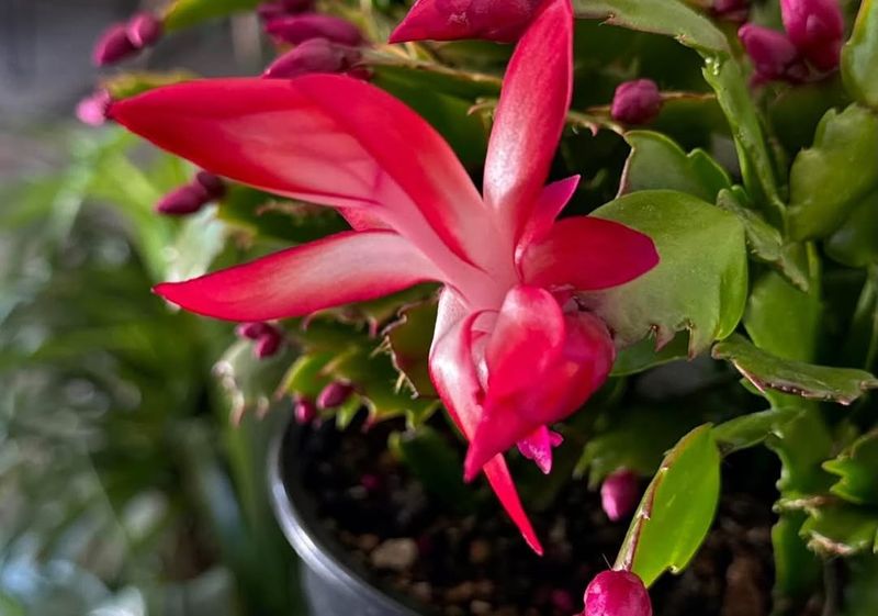 Why January Is The Perfect Month To Use This Bloom Trick