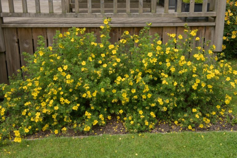 yellow potentilla shrub in bloom
