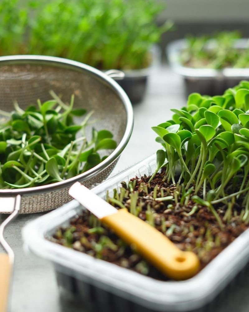 Start With Fast-Growing Seeds