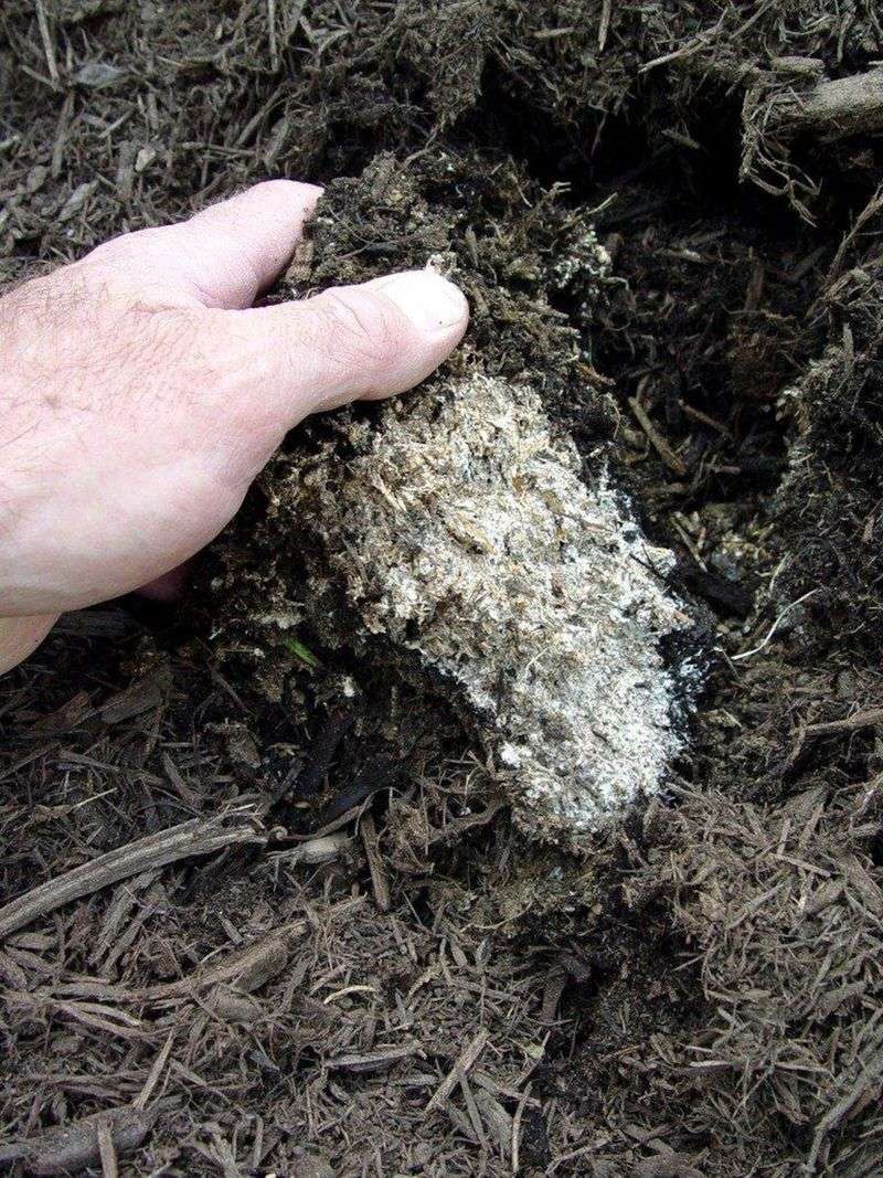 What Mold Under Mulch Really Says About Your Soil Health