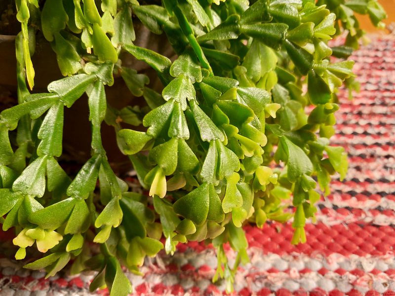 Why Ohio Fall Light Makes This Trick So Effective