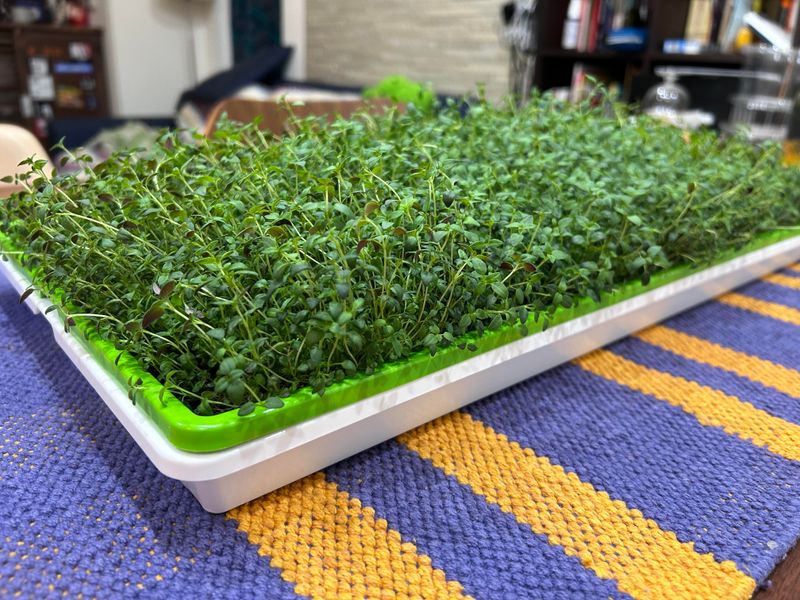 Why A Sunny Window Isn't Enough In Winter