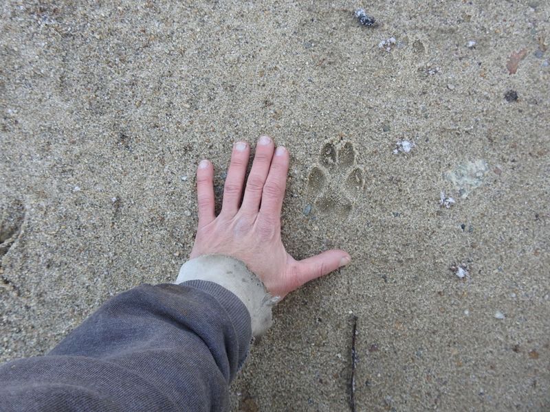 Distinctive Paw Prints In Soft Ground