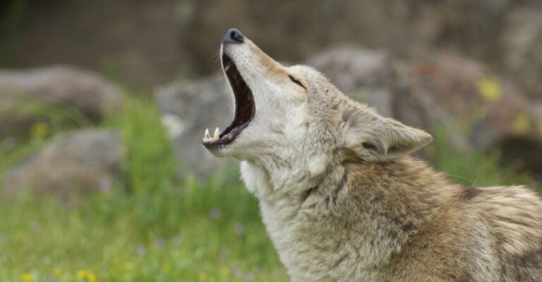 coyote howling