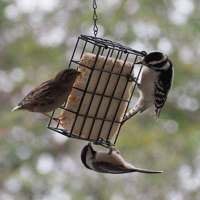 High-Energy Suet Cakes Provide Essential Fat