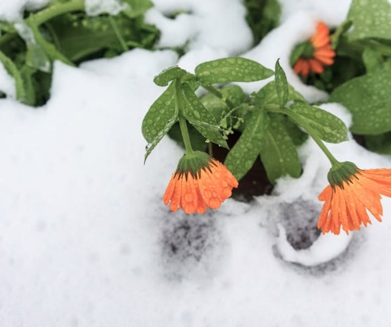 How Mistimed Mulch Triggers Freeze Damage In Minnesota Flower Beds
