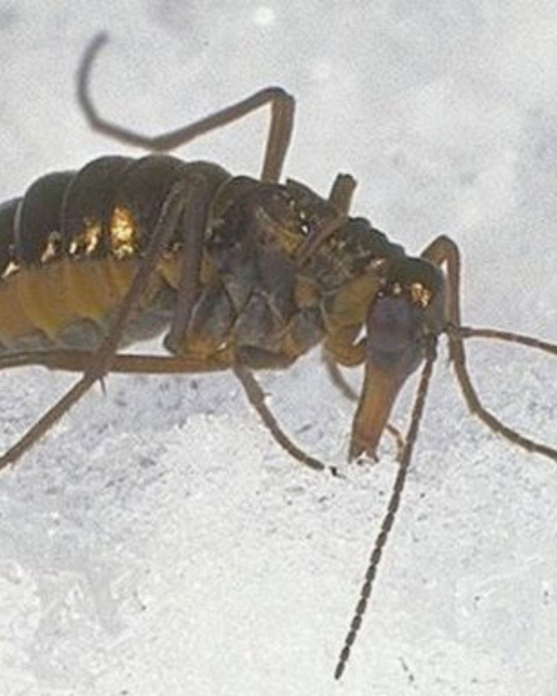 What Makes Snow Scorpionflies Unique Winter Insects