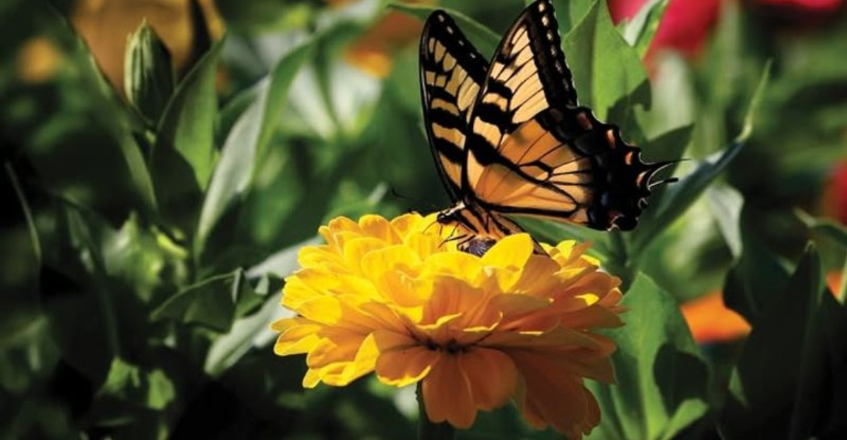 The Small-Space Meadow Look Oregon Homeowners Keep Choosing