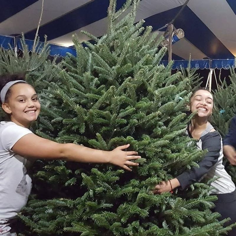 Start With A Freshly Cut Tree From A Trusted Lot
