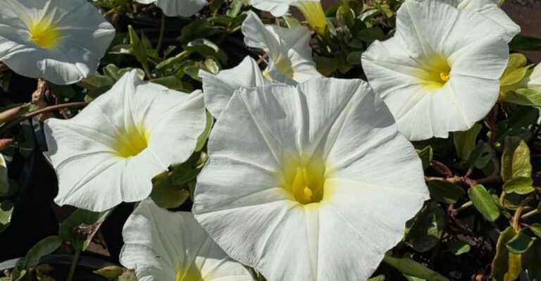 flowers (featured image)