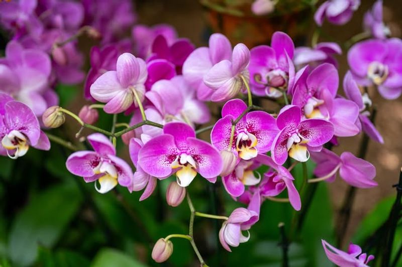 The Mesmerizing Orchid Collection Display