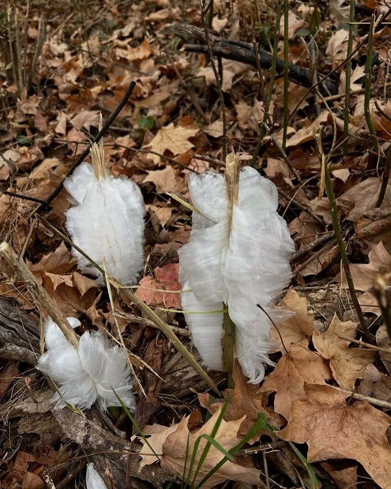 It Happens On Specific Plants Like Frostweed (Verbesina Virginica)