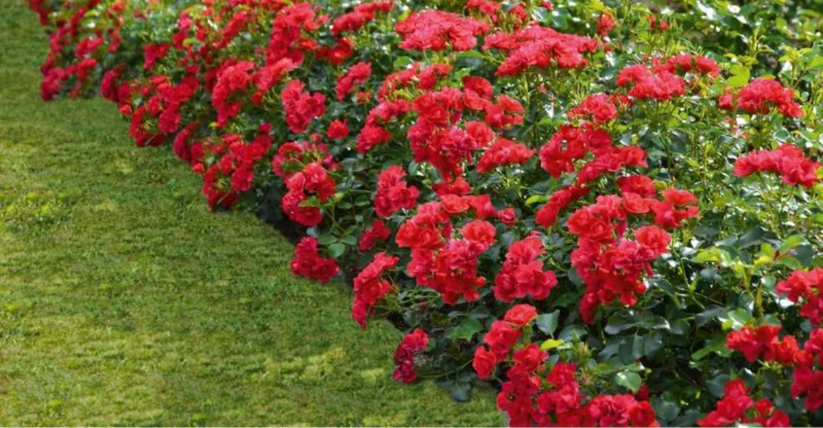 The Stunning Red Flower Gardens Arizona Gardeners Create With Confidence