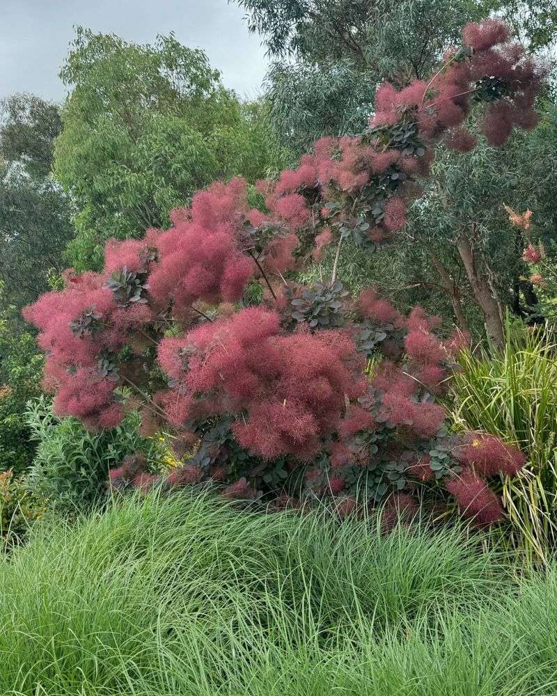 Smoke Trees Create A Magical Visual Effect That Resembles Floating Clouds