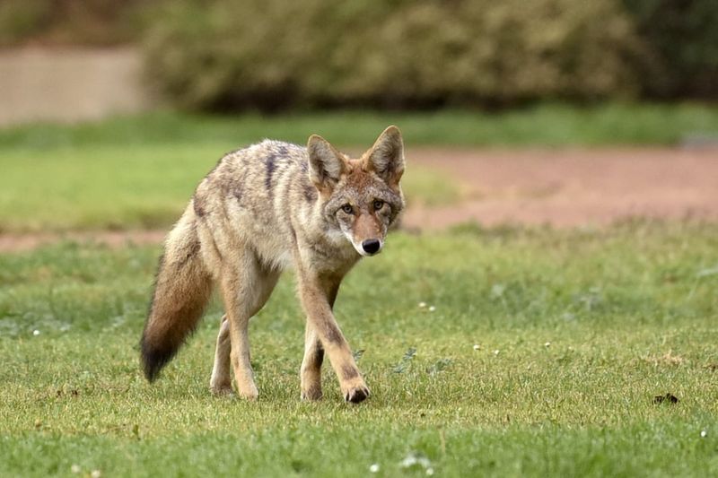 Why Coyotes Are Attracted To Pet Food Smells, Not Pets
