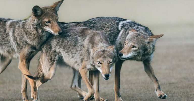 coyotes