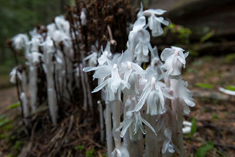 Where North Carolinians Are Most Likely To Spot It