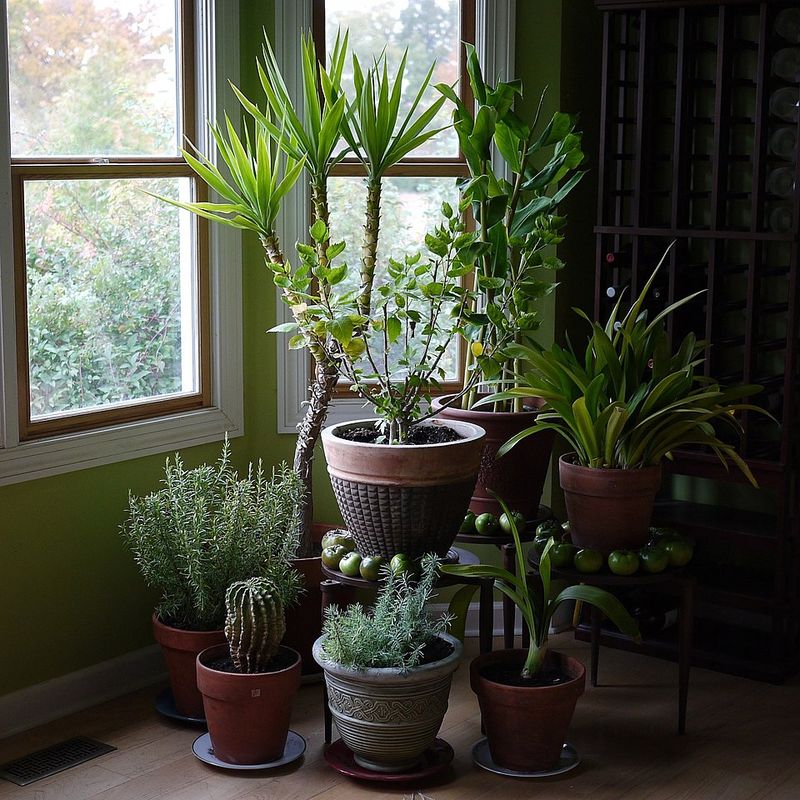 How Low Indoor Light Weakens Plants All Winter