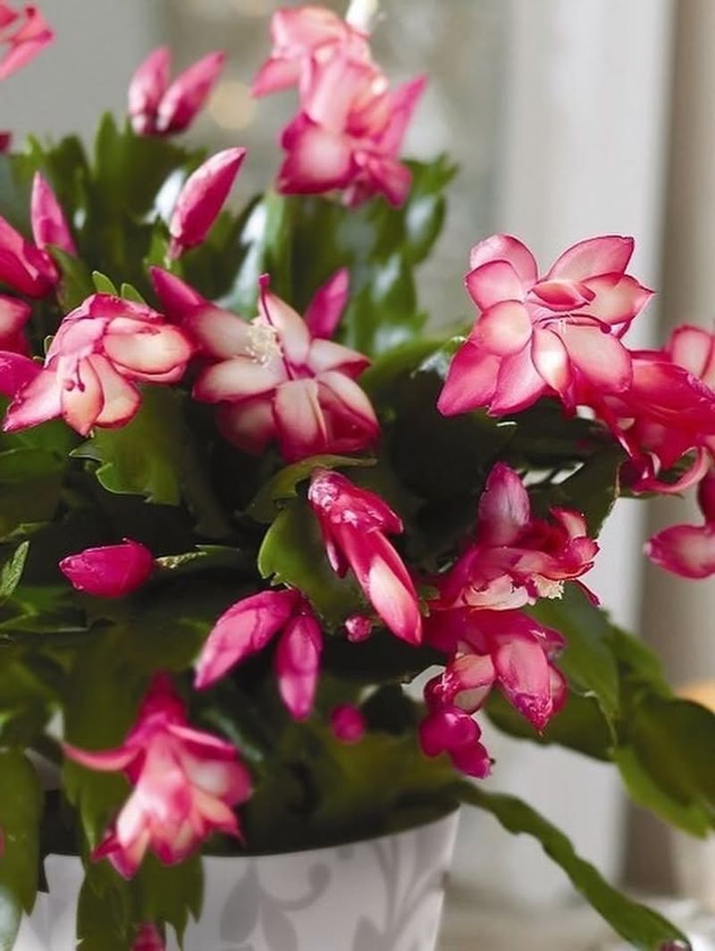 When To Stop The Darkness And Let It Bloom