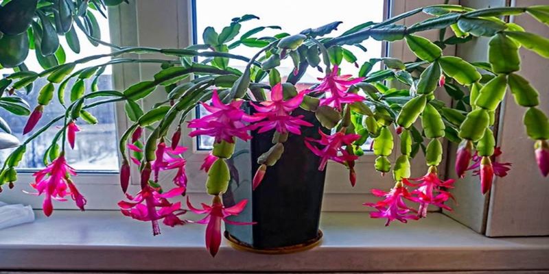 Hydration Habits For A Desert Friendly Christmas Cactus