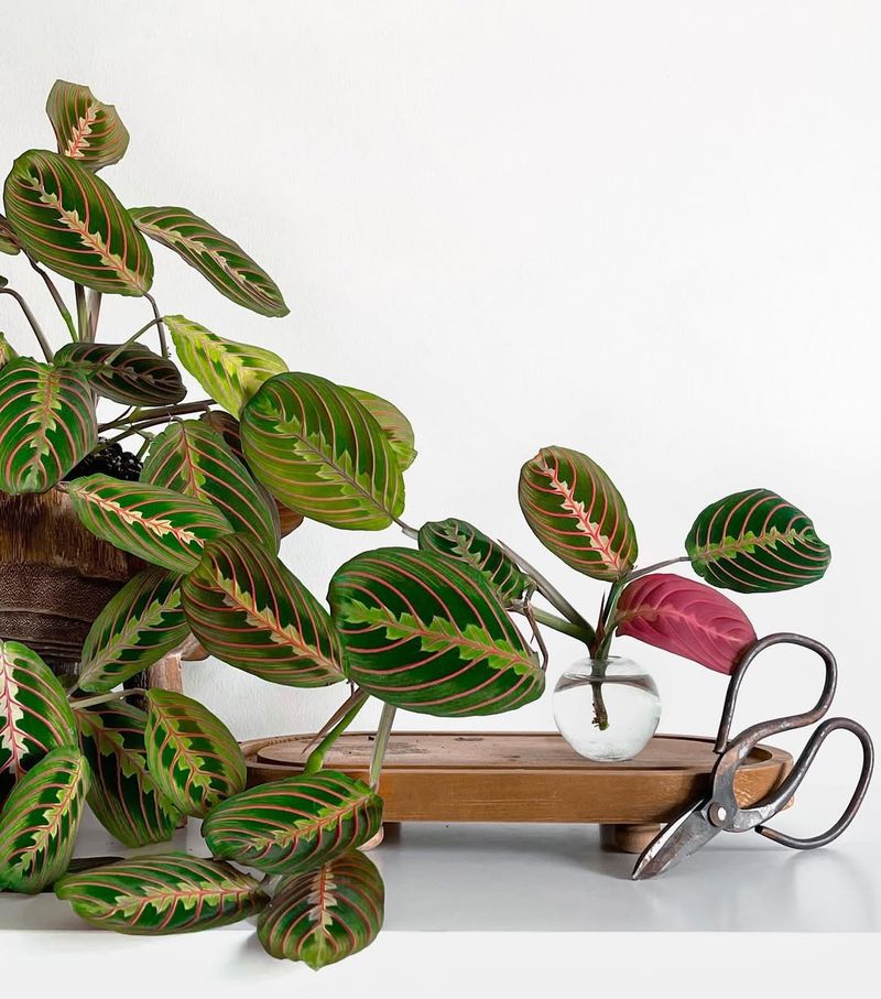 Perfect For Florida's Year-Round Growing Climate