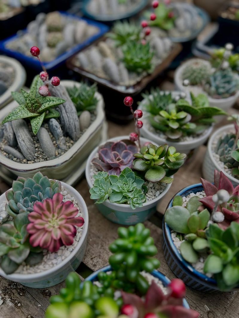 Choose Succulents That Stay Small